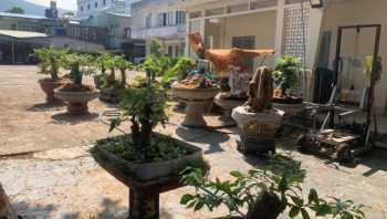 Câu chuyện mai vàng Côn Đảo